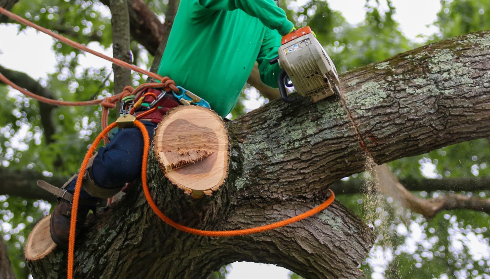 Relax with Jackson best tree removal.