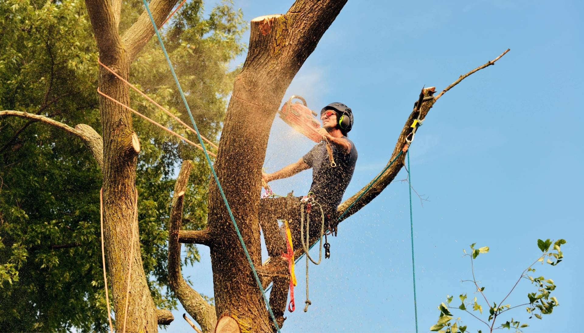 Jackson tree removal experts solve tree issues.