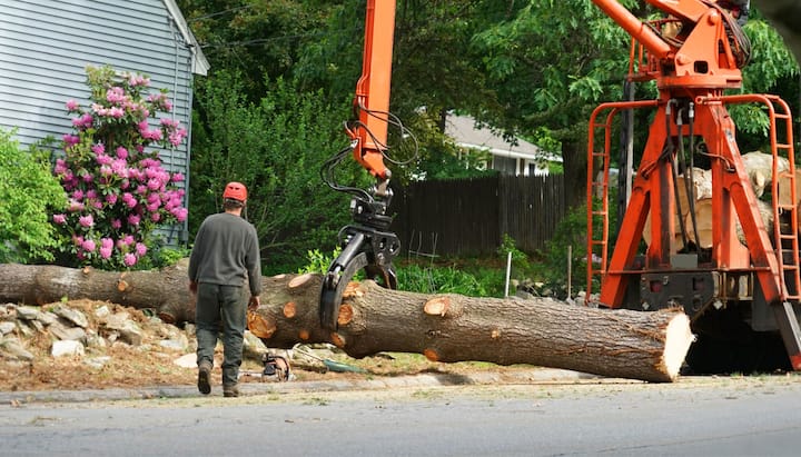 Local partner for Tree removal services in Jackson