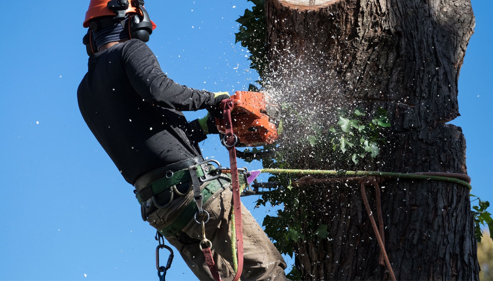 Professional Tree removal solutions in Jackson