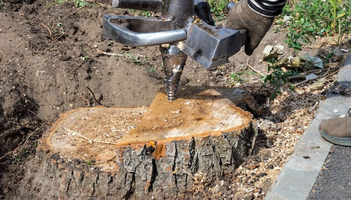 Jackson Tree stump removal